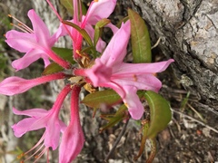 Rhododendron periclymenoides