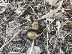 Dasymutilla arenivaga