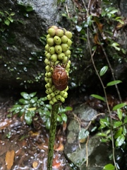 Tessaratoma papillosa