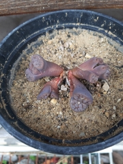 Lithops