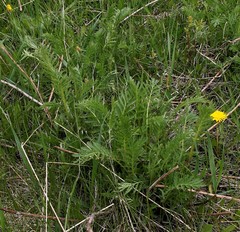Tanacetum vulgare boreale