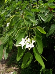 Bauhinia divaricata