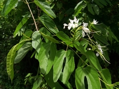 Bauhinia divaricata