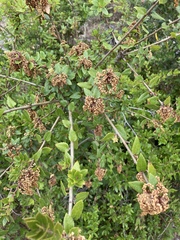Quercus wislizeni frutescens