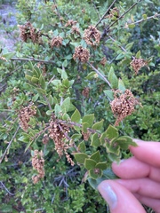 Quercus wislizeni frutescens