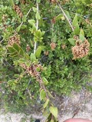 Quercus wislizeni frutescens