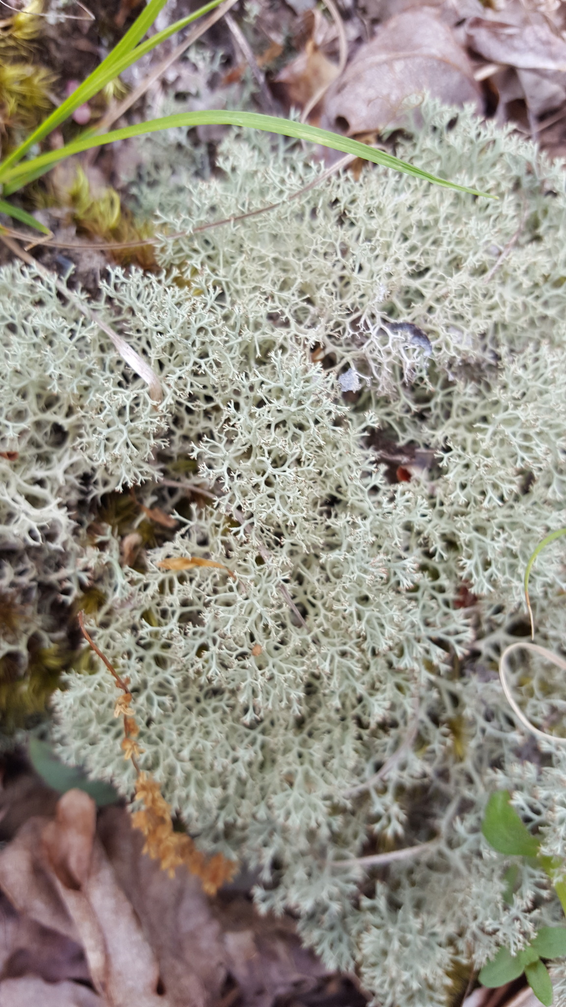 Cladonia subtenuis image