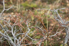 Salix phylicifolia
