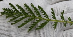 Tanacetum vulgare boreale