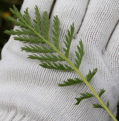 Tanacetum vulgare boreale