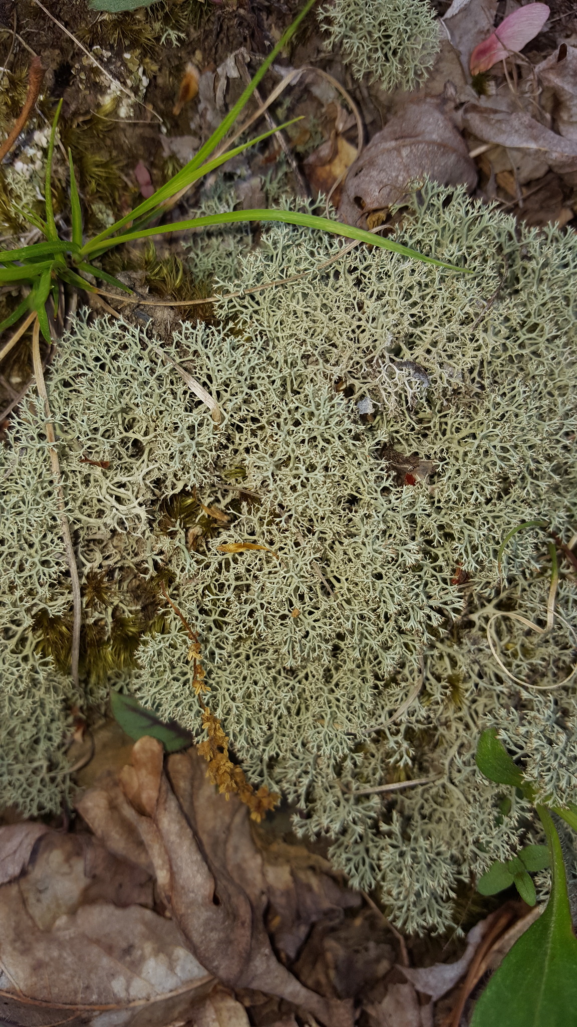 Cladonia subtenuis image