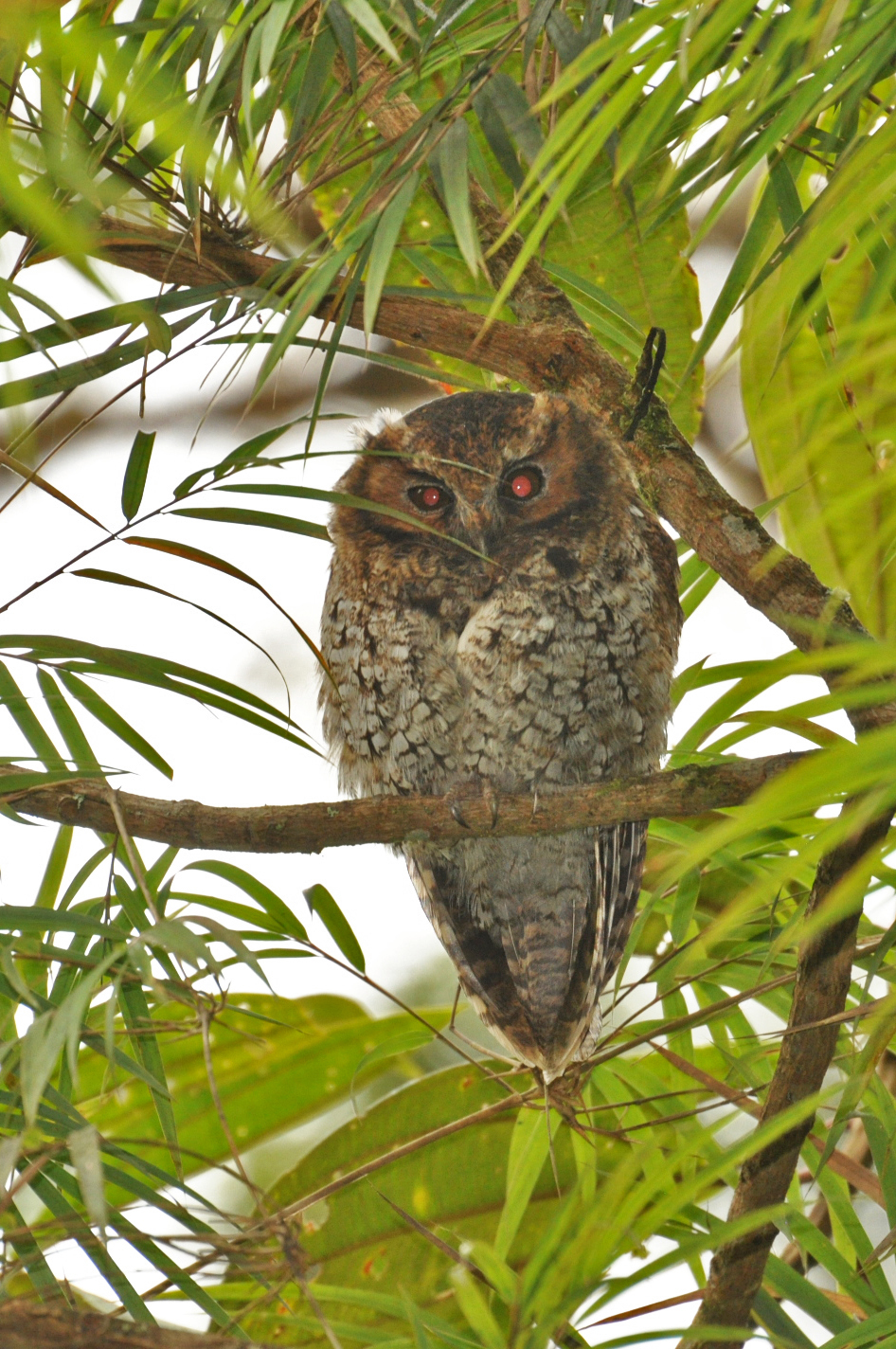 Cloud-forest Screech-Owl illustration