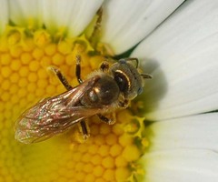 Halictus aerarius