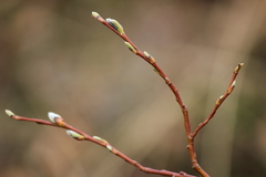 Salix phylicifolia