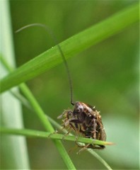 Ectobius lapponicus