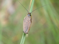Ectobius lapponicus
