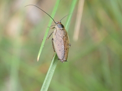 Ectobius lapponicus