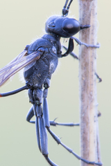 Ammophila campestris