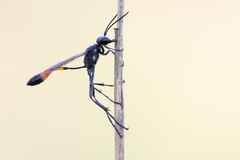 Ammophila campestris