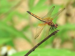 Trithemis aurora