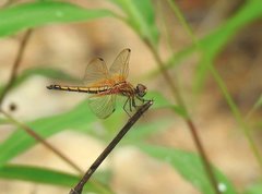 Trithemis aurora