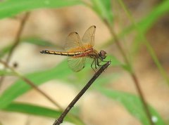 Trithemis aurora
