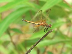 Trithemis aurora