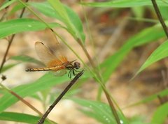 Trithemis aurora