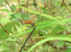 Trithemis aurora