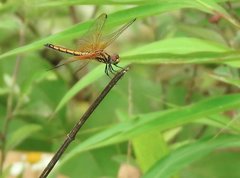 Trithemis aurora