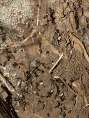 Lasius niger