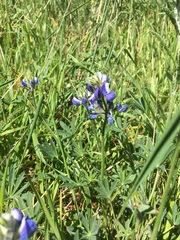 Lupinus albifrons collinus