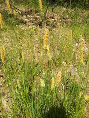 Alopecurus pratensis