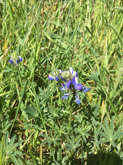 Lupinus albifrons collinus