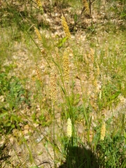 Alopecurus pratensis