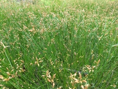 Fimbristylis puberula