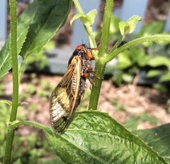Magicicada cassinii