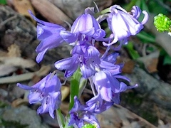 Hyacinthoides hispanica