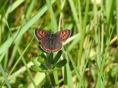 Lycaena helle