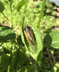 Magicicada cassinii