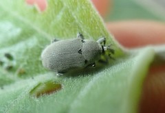 Trichobaris compacta