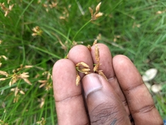 Fimbristylis puberula