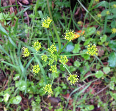 Tauschia kelloggii