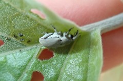 Trichobaris compacta