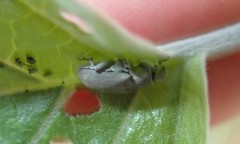 Trichobaris compacta