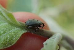 Trichobaris compacta