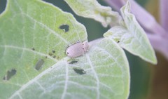 Trichobaris compacta