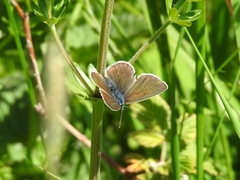 Cyaniris semiargus