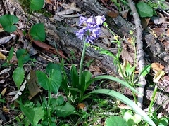 Hyacinthoides hispanica