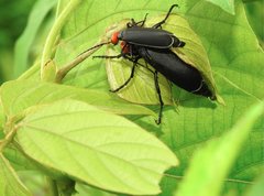 Epicauta mannerheimi